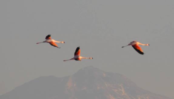 Flamingos sobrevoam a Laguna Chaxa, no deserto do Atacama - Chile